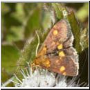 Pyrausta aurata - Goldzuensler 01.jpg